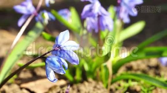 春天阳光明媚的花园里种着蓝铃花视频