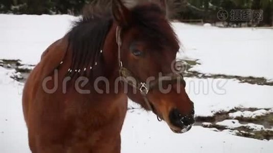深棕色的马在四周看，雪的环境视频
