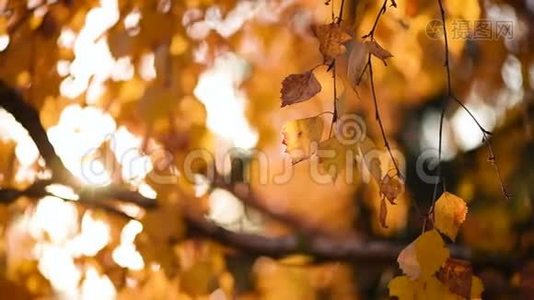 金色的枫叶被风吹过.. 秋天的概念。 枫树变色.. 自然背景视频