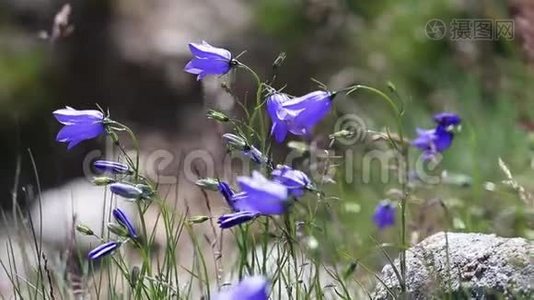 夏天山里的野蓝铃视频