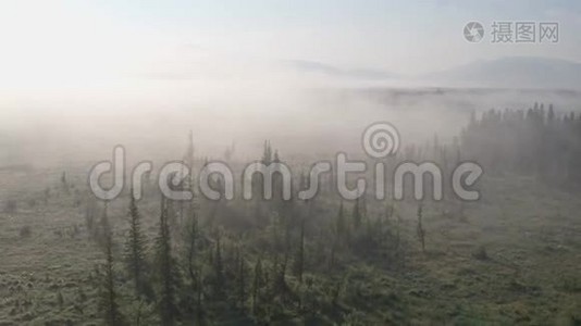 日出前飞越一片浓雾弥漫的田野，雾中的松树视频