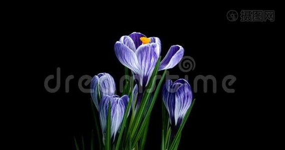 几种紫罗兰花在黑色背景下生长、开花和凋谢的时间间隔视频