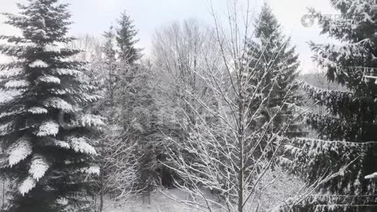 美丽的雪景像童话，针叶树覆盖着雪，视频