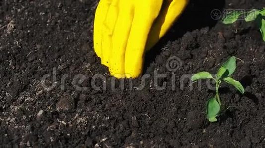 女人`手戴手套，在花园的地上种上绿色的植物视频