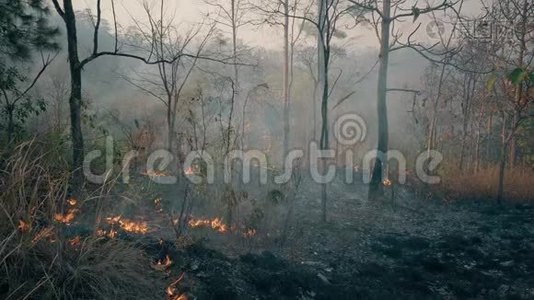 全球变暖危机。 在热带雨林发生的事。 农业中使用的控制燃烧。 4k视频