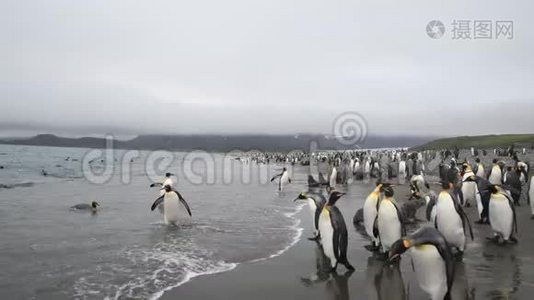 南乔治亚海滩上的企鹅国王视频