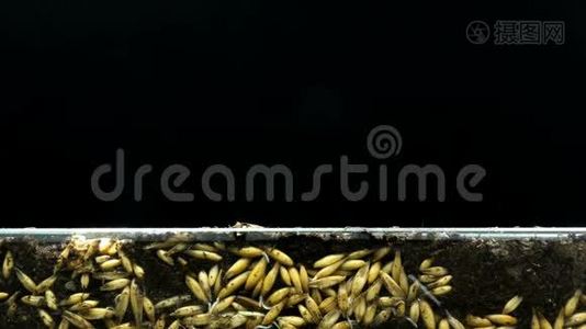 燕麦籽粒根系的发育及其生长、地上植物的生长、时间推移、概念视频