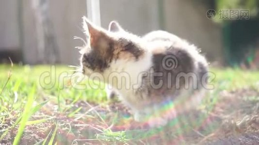 三色小猫在阳光明媚的花园里躺在绿草上视频