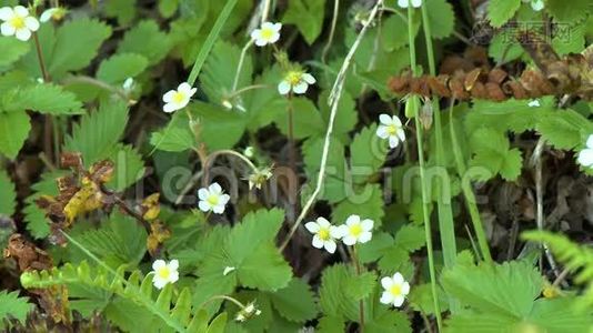 野草中的马利筋花视频