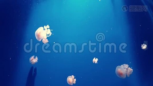 水族馆里没有大水母视频