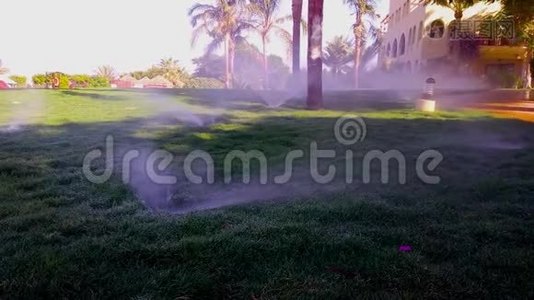 在热带的早晨，为绿色的草坪浇水视频