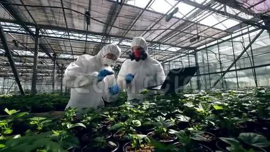 两位生物学家在温室里和植物一起工作。视频