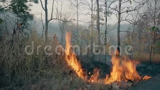 在国家公园附近的公路上。 上升变化危机。 旱季森林野火。 Fotage4k视频