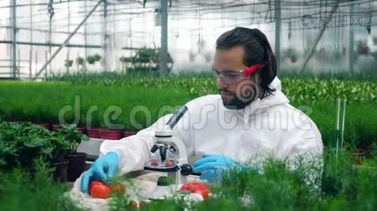 植物学家在温室里用注射器和西红柿一起工作。视频
