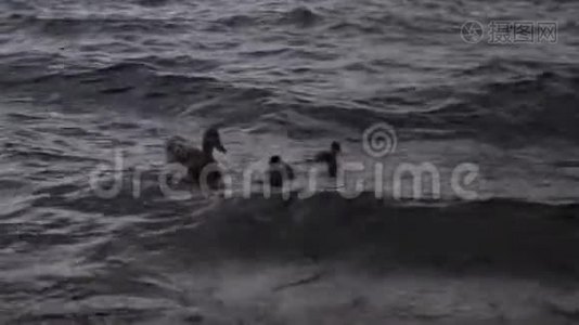 暴风雨中带着小鸭子在海浪中视频