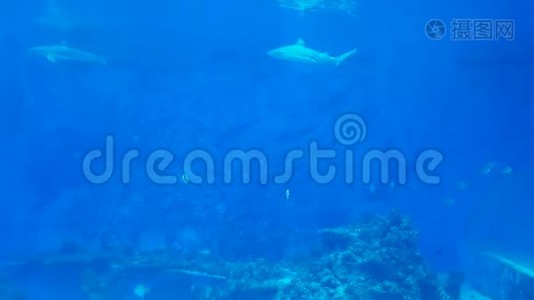 鲨鱼在天然水族馆游泳视频