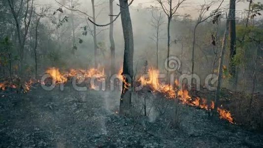 气候危机。 国家公园的大火焰。 森林大火摧毁了森林。 4k视频
