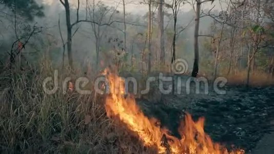 气候危机。 国家公园的大火焰。 森林大火摧毁了森林。 4k视频