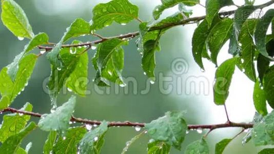 雨滴的近距离射击视频