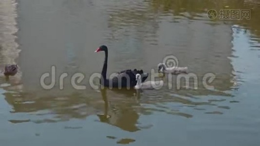 黑天鹅一家人在湖边视频