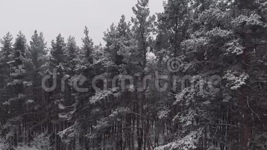 令人叹为观止的飞在平静的雪覆盖雪杉，松树。 冬时，风景秀丽.. 童话森林，冰冻视频