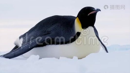 有趣的小可爱的帝企鹅在清澈的白色寒冷的冬季雪中腹部爬行南极冰川景观视频