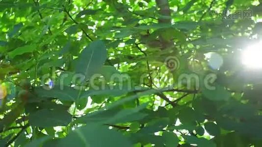 核桃树上阳光明媚的一天，阳光透过树枝，镜头眩光。 有机坚果，生长植物。 夏季视频