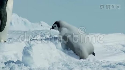 可爱有趣毛茸茸的小宝宝企鹅小鸡学习在冰天雪地里爬行与帝企鹅妈妈视频