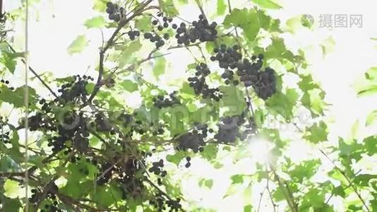 葡萄园的黑葡萄在秋天成熟. 葡萄园：葡萄成熟在葡萄藤上，用来酿酒视频