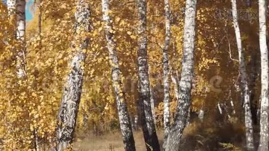 秋天的森林。 秋天的风景。 黄色森林的全景。 神奇的秋天气氛。视频
