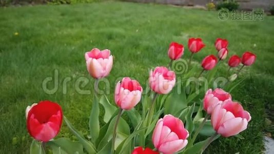 美丽多彩的红色郁金香花开在春天的花园里.. 春天盛开的装饰郁金香花视频