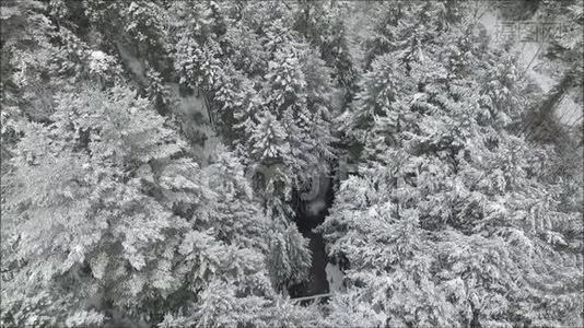 华丽的顶部空中无人机飞行在白雪皑皑的松树森林上，中间是雪山景观中的溪流视频