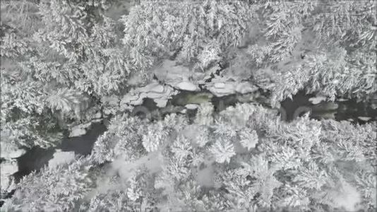 令人惊叹的顶级空中无人机飞行在白雪公主松树林上空，中间是雪山景观中的溪流视频