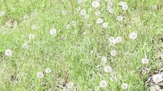 夏天的蒲公英绿野.. 夏天的风景美丽的花草在田野里。 选择性聚焦，背景视频