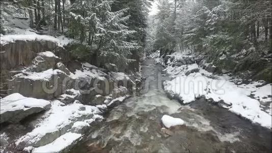 寒流缓流在冬山白雪白松林中间的石头上视频