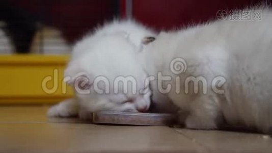 可爱的小猫吃小肉片视频