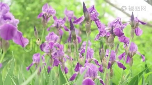 紫色鸢尾花植物鸢尾紫花在风中视频