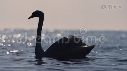 海浪中的天鹅，海岸上的日出视频