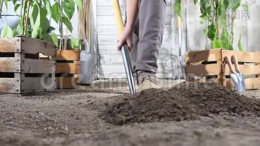 女人在菜园里用铲子挖春土，靠近装满甜椒植物的木箱视频