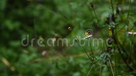 雨天山上美丽的宇宙花田视频