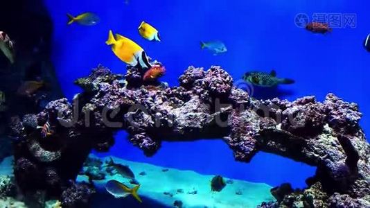 热带外来鱼在水族馆的珊瑚礁附近水下游泳视频