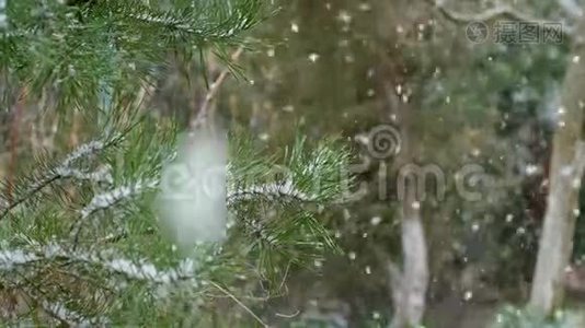 雪落在松枝的背景上。视频