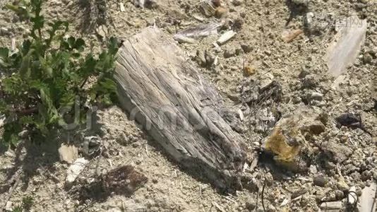 古里奥湾的化石树干视频