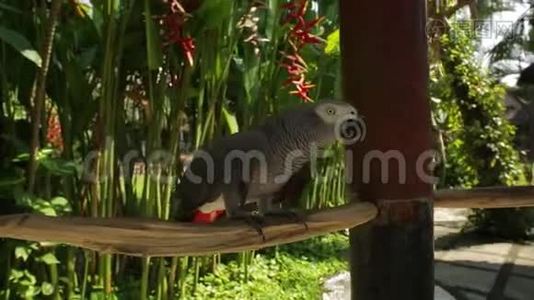 可爱的小野鹦鹉正走在树枝上，阳光明媚的印度尼西亚视频