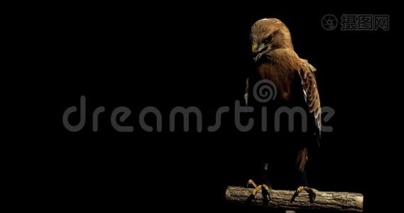 神奇的野生动物，大鹰坐在树枝上四处张望，工作室，4k视频