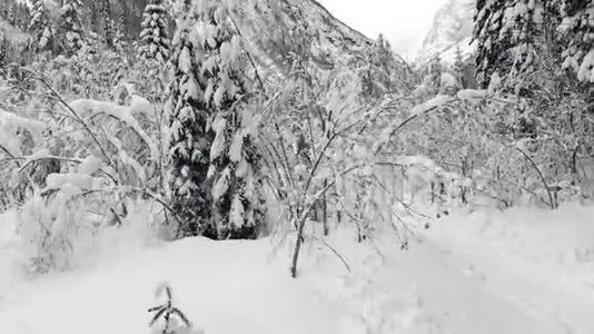 起飞越过一片雪山森林.. 冬季景观视频