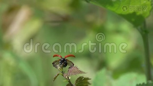 一只小红甲虫从叶子上起飞，动作缓慢。 从480fps减速到24fps减速20次视频