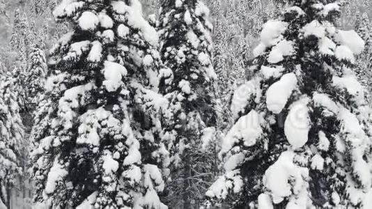 起飞越过一片雪山森林.. 冬季景观视频