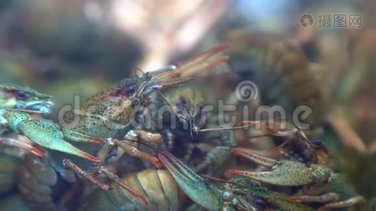 在水上商店的水族馆里出售活小龙虾视频