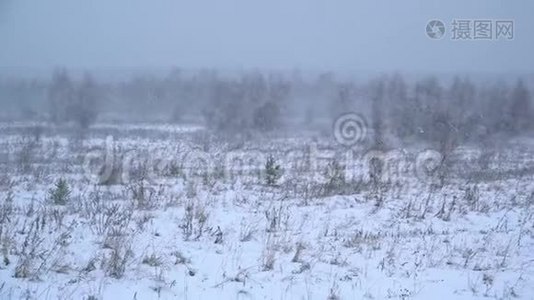 在有小树的田野上大雪视频